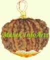 3 Mukhi Rudraksha (Indonesian) in Pendant Form