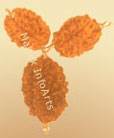 Rudraksh Beads & Pendants