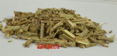 vervain root