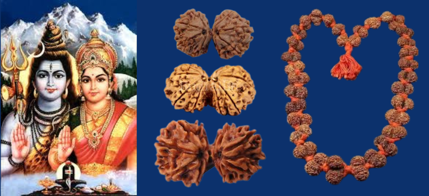 gauri shanker rudraksh