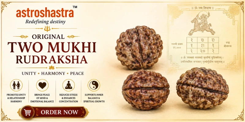 Original Two Mukhi Rudraksha